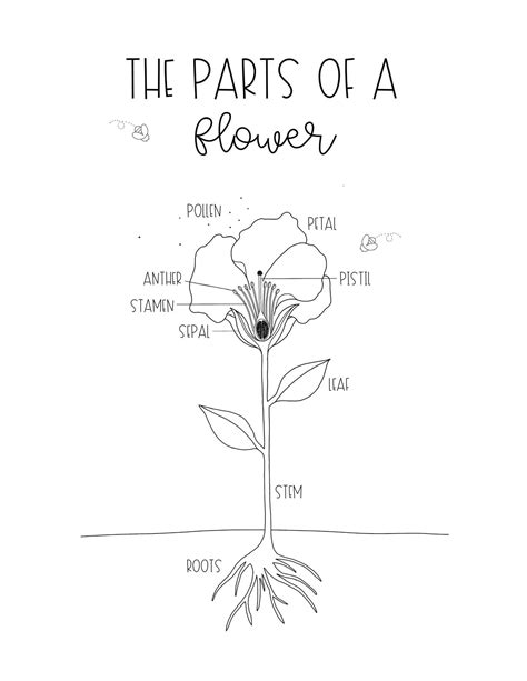 parts   flower digital  coloring page etsy