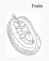 Jackfruit Coloring Pages Vitamin Fruits Getcolorings Colouring Color sketch template