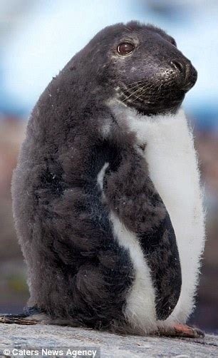 Artist Creates Penguin Seal Hybrids After Pictures Proved They Were