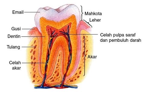 struktur  fungsi gigi edubio