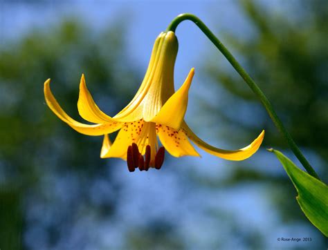 lis du canada wild yellow lily anjoudiscus flickr