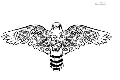 falcon coloring pages    print