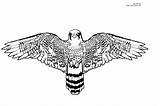 Falcon Coloring Pages Peregrine Printable Color Bird Drawings Print Results 2000px 41kb Kids Powered sketch template