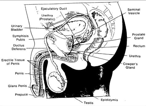 Reproductive Anatomy And Physiology The Male Reproductive System
