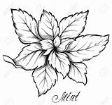 Mint Drawing Peppermint Leaf Getdrawings sketch template
