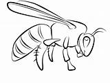 Wasp Coloring Pages Bugs Species Coloringsun Wasps Nests 459px 82kb Sun Button Through Print Template sketch template