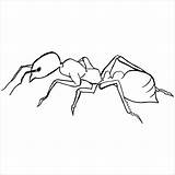 Ant Hormigas Hormiga Coloringbay Curiosfera sketch template