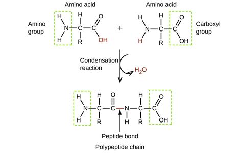 amines  amides chemistry atoms