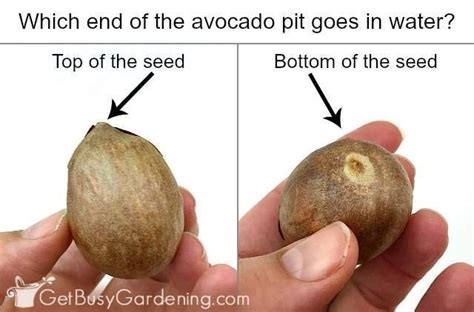 How To Grow An Avocado Tree From Seeds Avocado Grow Diy Avocado