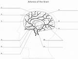 Brain Diagram Unlabeled Human Anatomy Worksheet Worksheeto Via Coloring sketch template