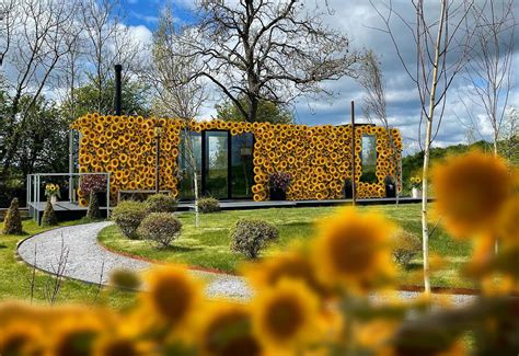 dreamt  staying   hotel covered  sunflowers