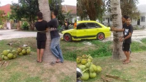 Thieves Tied To A Tree After They Were Caught Stealing Coconuts Legit Ng