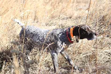 hunting dog breeds outdoorhub