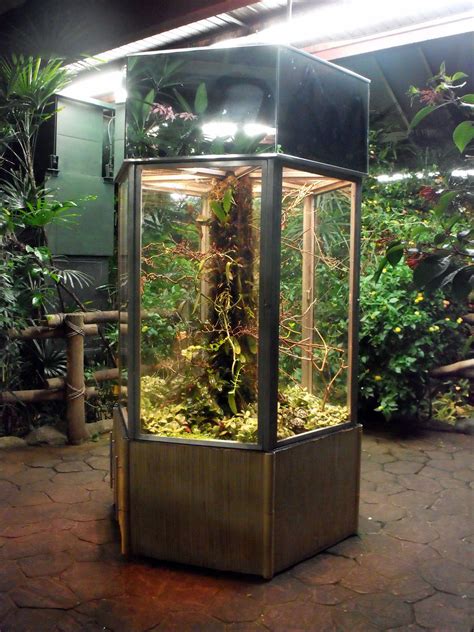 terrarium  frogs  lizards beautiful world living environments www