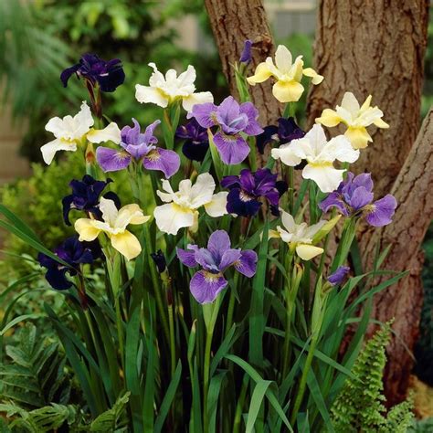 siberian iris mix fall flower bulbs eden brothers irisy