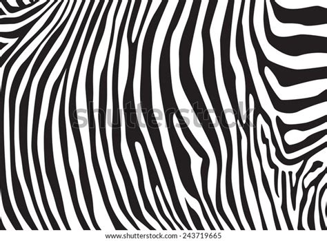 zebra stripes pattern illustration stock vector royalty