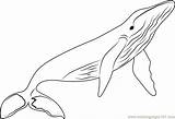 Coloring Whales Whale Pages Coloringpages101 sketch template