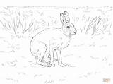 Hare Hares Ausmalbilder Ausmalbild Lepri Schneehase Supercoloring Arctic Snowshoe Hasen Moose sketch template