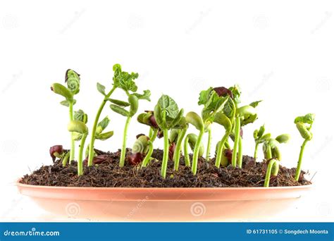 red bean seedling stock photo image
