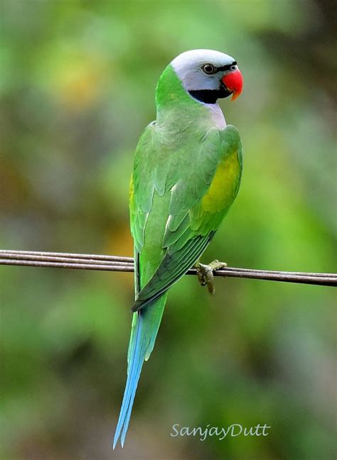 Red Breasted Parakeet Parakeet Birds Bird Species