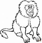 Baboon Coloring Pages Clipart Baboons Mandrill Clipartpanda Cliparts Designlooter Library 20clipart Click sketch template