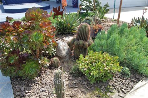 ive survived  sacramento winter   blooming cactus garden  land park