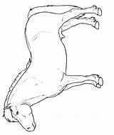 Shetland Paarden Paard Ponies Rassen Realistic Stemmen Kleurplatenenzo Kiezen Tekeningen sketch template