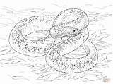Snake Coloring Pages Drawing Bull Rattlesnake Printable Coiled sketch template