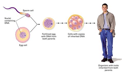 asexual sexual reproduction webquest mr farner s life science