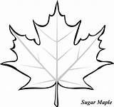 Maple Leaf Coloring Leaves Drawing Sugar Pages Outline Printable Clipart Canadian Template Color Templates Tree Kids Japanese Clip Fall Print sketch template