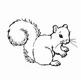 Squirrel Ardillas Printable Eekhoorns Kids Bestcoloringpagesforkids Eekhoorn Imagenes Deze sketch template