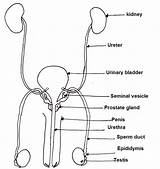 Reproductive Diagram Anatomy sketch template