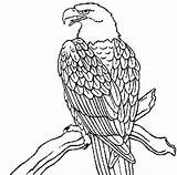Aquila Aquile Disegnidacolorare Stampare Animali Falco Seguito Uccelli Colombo Doudiwome1975 sketch template