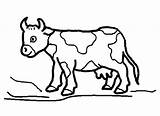 Cow Coloring Kindergarten Pages Preschool Animal Kids Animals sketch template