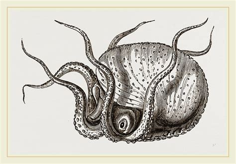 Argonaut Moving On Its Head Drawing By Litz Collection Fine Art America