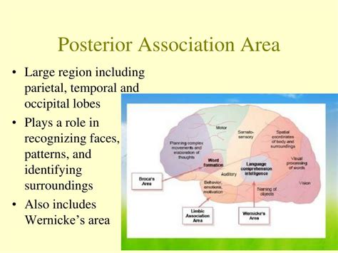 Ppt Brain Anatomy Powerpoint Presentation Free Download Id 5669727