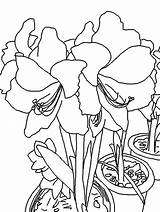 Amaryllis Coloring Pages Picotee Printable Colouring Adult sketch template