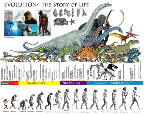 human evolution timeline buscar  google history timelines pinterest buscar