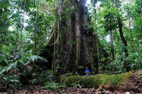 amazon rainforests facts  kids wild life nature kinooze