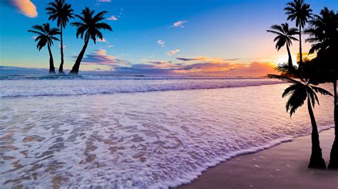 palm trees  beach sand  blue sky hd palm tree wallpapers hd
