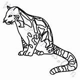 Leopard Clouded Coloring Pages Drawing Click Getdrawings sketch template
