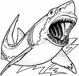 Coloring Megalodon Pages Sheet Shark Great Template sketch template