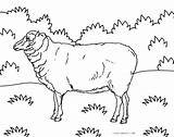 Coloring Lamb Getdrawings Sheep sketch template