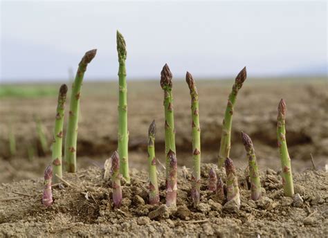 grow asparagus tips  tricks