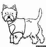 Coloring Terrier West Highland Westie Pages Dogs Online Dog Drawing Designlooter Getdrawings Thecolor 99kb 565px sketch template