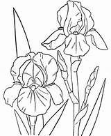 Coloring Orchid Flower Pages Drawing Spring Iris Cattleya Peony Flowers Drawings Orchids Print Color Line Size Adult Two Colouring Hibiscus sketch template