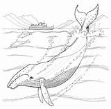 Whale Humpback Coloring Pages Marine Animal Animals Colouring Sharks sketch template