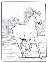 Paard Galopperend Paarden Advertentie sketch template