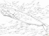 Whale Sperm Coloring Pages Printable Getcolorings sketch template