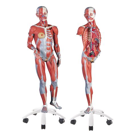 3b dual sex muscle model 3 4 life size 45 parts musculature